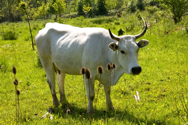Ολλανδική αγελάδα λευκό — Φωτογραφία Αρχείου