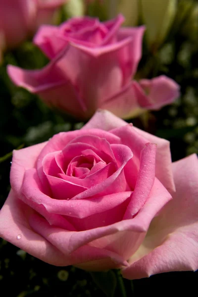 Ροζ τριαντάφυλλα — Φωτογραφία Αρχείου
