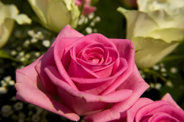 粉红和白玫瑰 — 图库照片