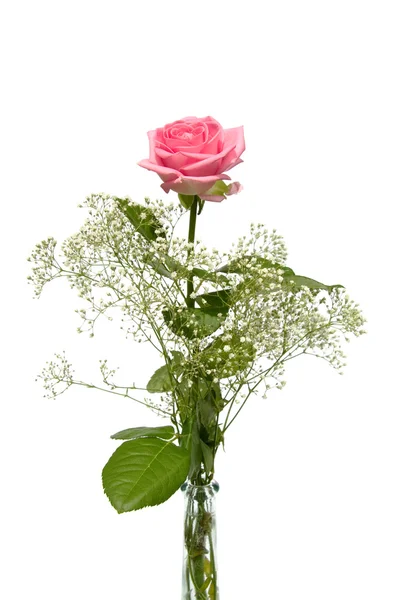 Růžová růže s Herbem sádrovce v váza — Stock fotografie
