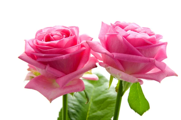 两个美丽的粉红色玫瑰 — 图库照片