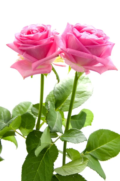 Två vackra rosa rosor — Stockfoto