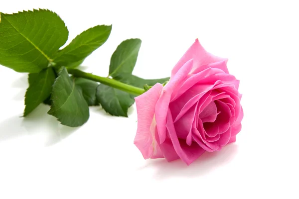 Een enkele roze roos op wit — Stockfoto