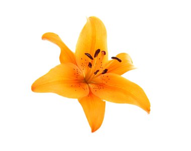 Orange liliy flowers clipart