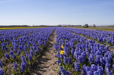 Dutch Bulb fields clipart