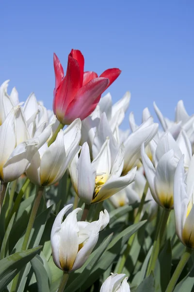 White tulips in closeup — Stock Photo, Image