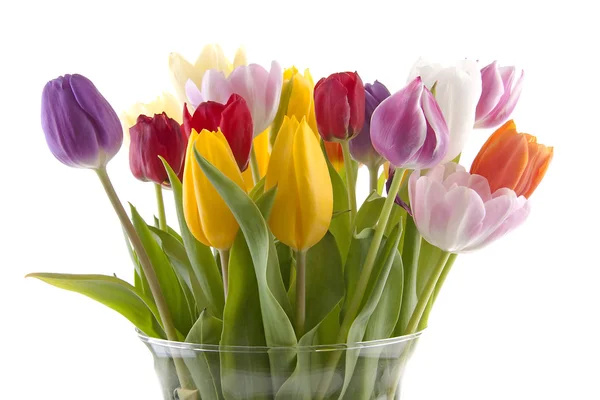 Цветные голландские тюльпаны в вазе — стоковое фото