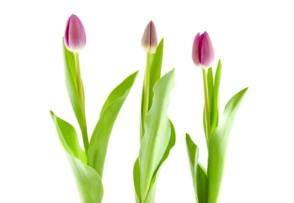 Tres tulipanes holandeses — Foto de Stock