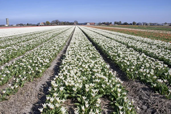 Nederländska lampan fält med vita tulpaner — Stockfoto