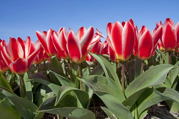 Vakker nederlandsk tulipan – stockfoto