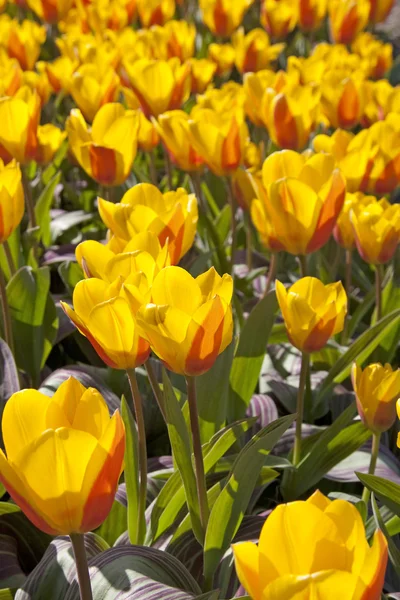Bulbfelt med nederlandske tulipaner – stockfoto