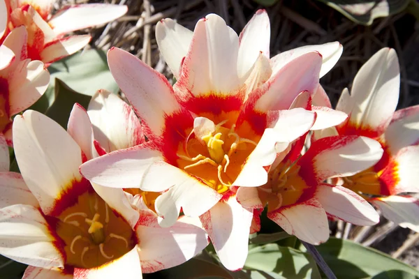 Красиві голландський tulip — стокове фото