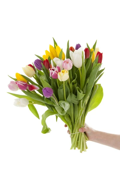 Ruka drží Holandské tulipány — Stock fotografie