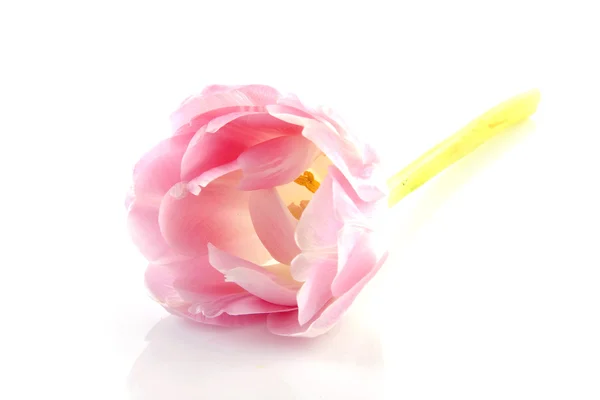 Pink tulip in closeup — Stock Photo, Image