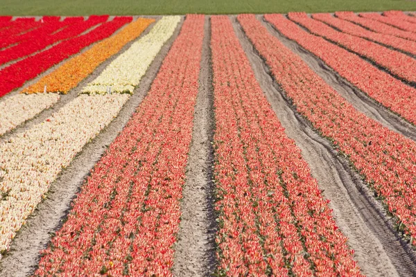 Holländische Zwiebelfelder mit Tulpen — Stockfoto