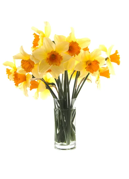 Amarillo con flores de narciso naranja —  Fotos de Stock