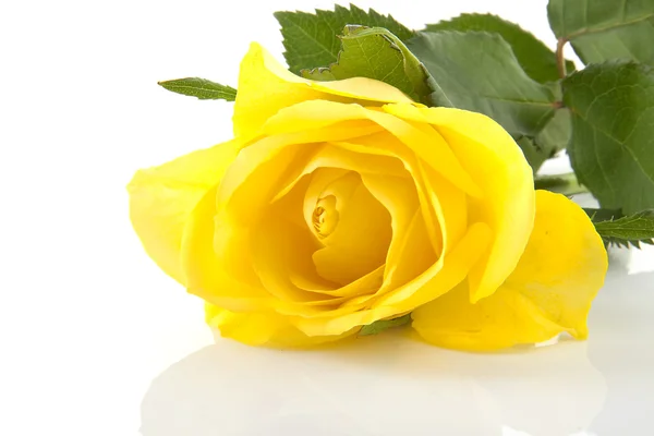 Желтая роза крупным планом — стоковое фото