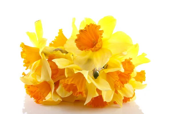 Yellow with orange daffodil flowers — Stock Photo, Image