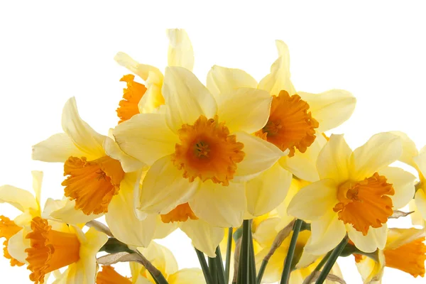 Yellow with orange daffodil flowers — Stock Photo, Image