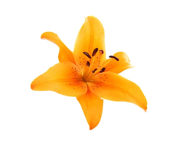 Λουλούδια πορτοκαλί liliy — Φωτογραφία Αρχείου