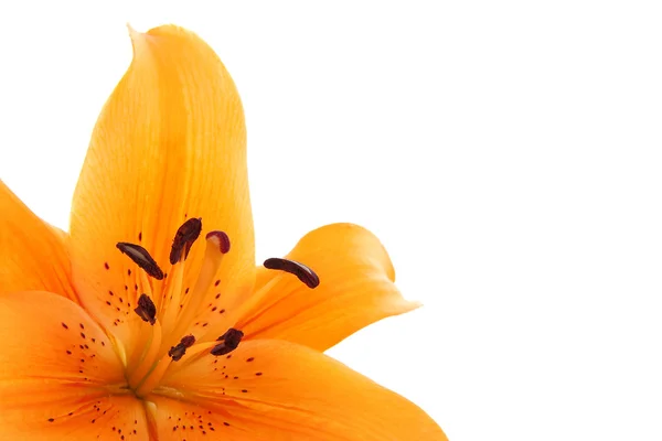 Помаранчева бузкова квітка впритул — стокове фото