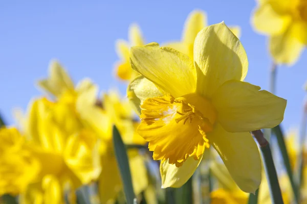 Žluté narcisy květiny — Stock fotografie