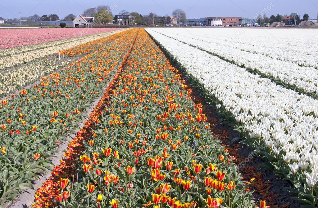 Dutch bulb fields with tulips