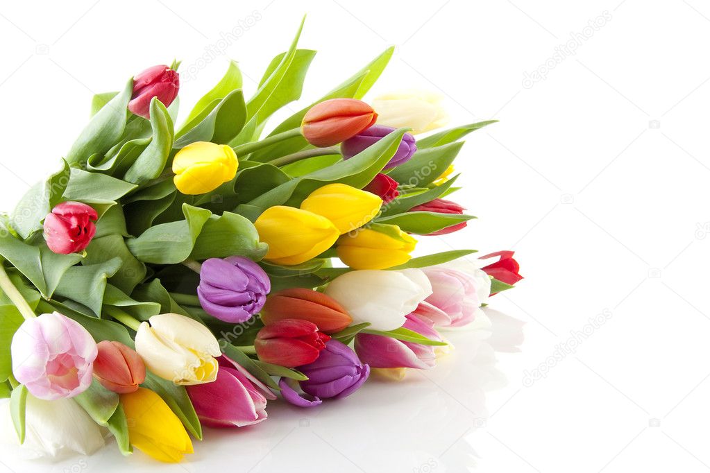 Bouquet of colorful Dutch tulips