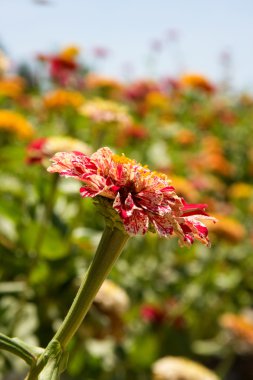 renkli yıldız çiçeği