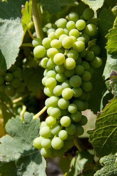 Wijndruiven in wijngaard — Stockfoto
