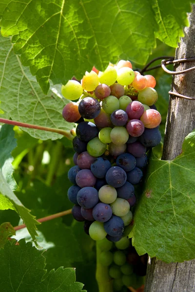 酿酒葡萄的葡萄园 — 图库照片