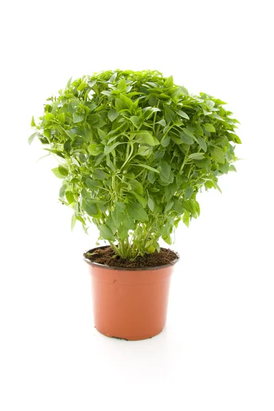 Pflanze aus feinem Basilikum — Stockfoto
