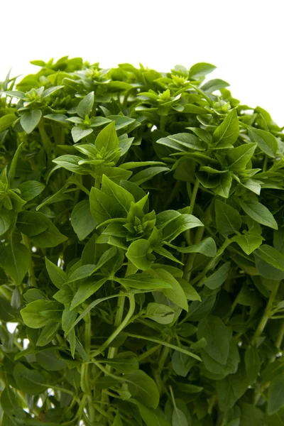 Plant of fine basil in closeup — Stock Photo, Image