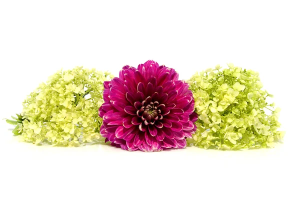 Dahlia flores em close-up — Fotografia de Stock