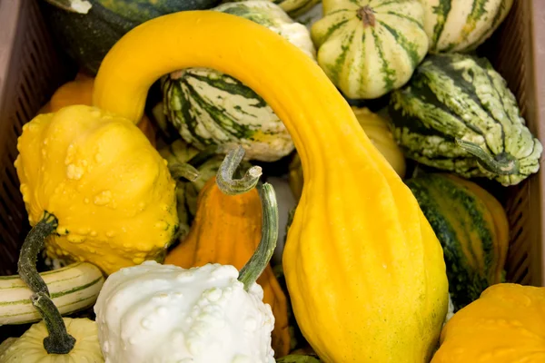 All kinds of gourds — Stock Photo, Image