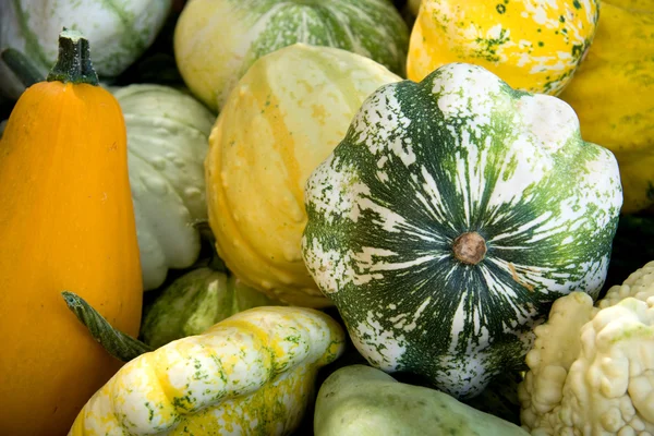 All kinds of gourds — Stock Photo, Image