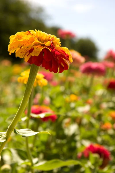 Colorful dahlia — Stock Photo, Image
