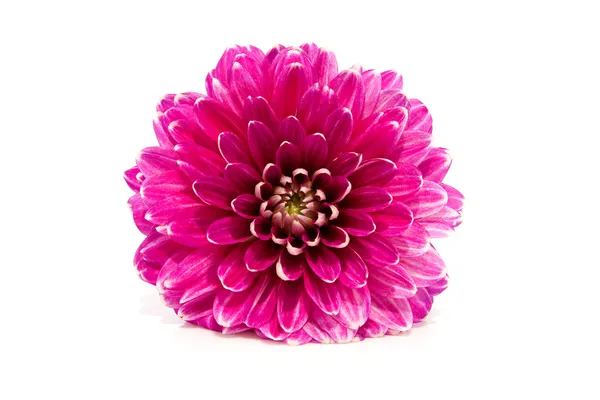 Rosa Dahlia flor en primer plano —  Fotos de Stock