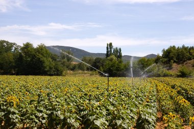 ayçiçekleri alanı