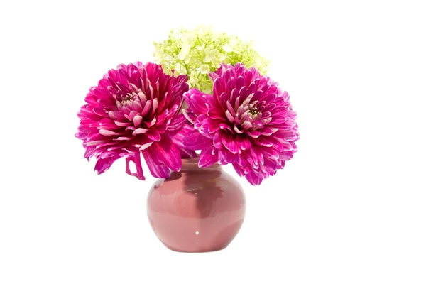 Roze dahlia bloemen in vaas — Stockfoto