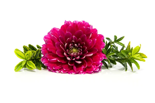 Pink dahlia in closeup with plants — Stock Photo, Image