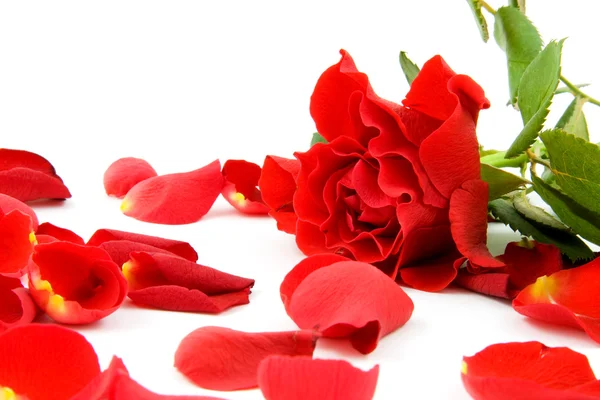 Lots of rose leaves with red rose — Stock Photo, Image