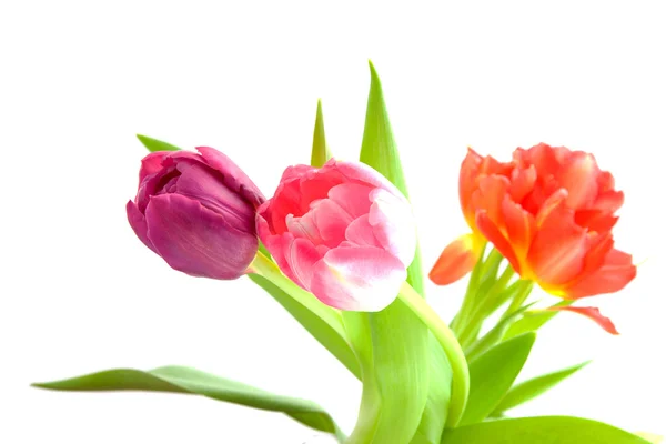 Typické holandské tulpis — Stock fotografie