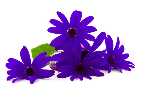 Farfalla viola fiore — Foto Stock
