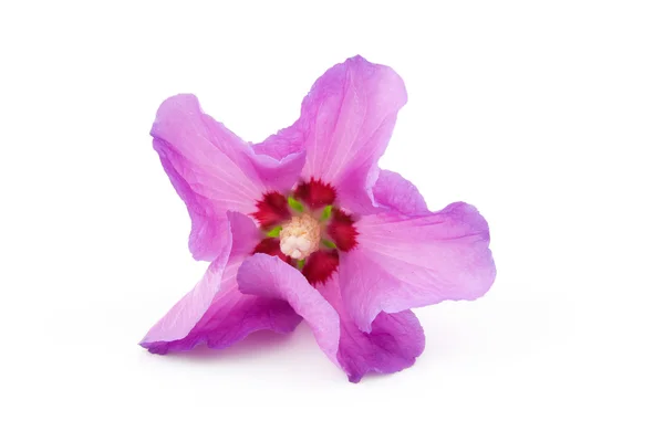 Flor rosa de hibisco — Foto de Stock