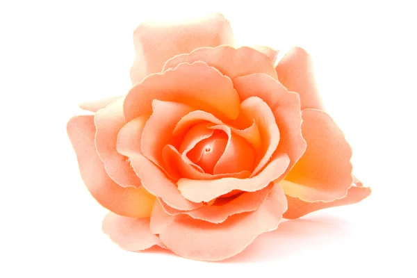 Jeden jedwab pomarańczowy rose — Zdjęcie stockowe