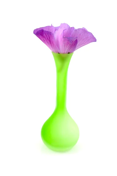 Grüne Vase mit rosa Hibiskus — Stockfoto