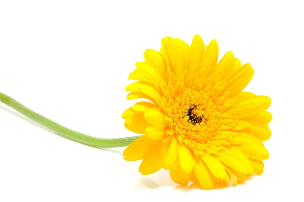 Gele gerber bloem — Stockfoto