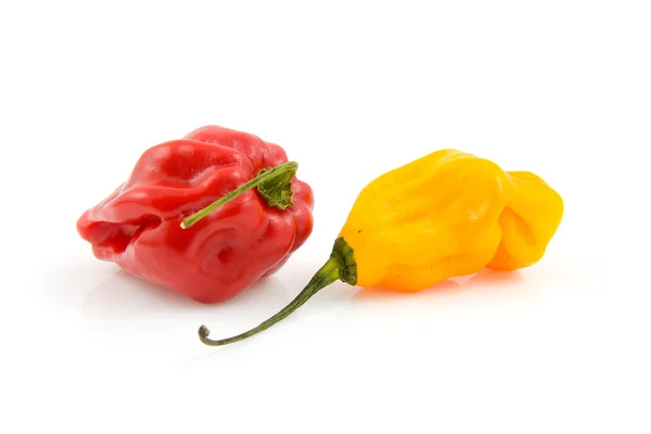 stock image Two colored hot pepper