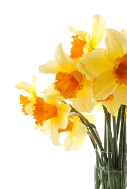 Yellow with orange daffodil flowers clipart